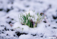 Весна идет: в Туле появились бутоны крокусов, а в снегу уже видна зелень!, Фото: 9