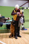 В Туле прошла выставка собак всех пород, Фото: 43