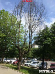 «Сушняк-2019 Тула». Городской хит-парад засохших деревьев, Фото: 134