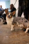 Выставка собак в ДК "Косогорец", Фото: 101