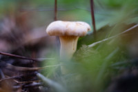 В Ясной Поляне засняли редкий краснокнижный гриб-баран, Фото: 10