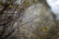 Весна 2020 в Туле: трели птиц и первые цветы, Фото: 26