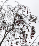Нашествие дроздов в Туле, Фото: 4