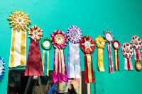 Хвостатые волонтеры: как собаки ищут пропавших живых и мертвых, Фото: 1