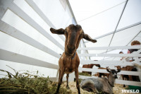 Выставка коз в Туле, Фото: 10