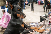 Сиба-ину, шпицы и алабаи: в Туле состоялась выставка собак, Фото: 68