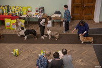 Выставка собак в Туле, Фото: 10