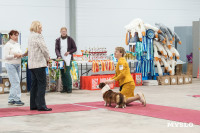 Сиба-ину, шпицы и алабаи: в Туле состоялась выставка собак, Фото: 46