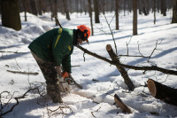 В Белоусовском парке спиливают деревья, Фото: 20