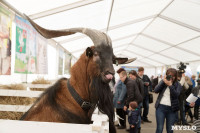 Выставка коз в "Макси" - 2018, Фото: 5