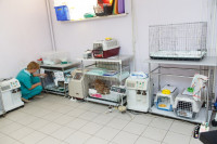 В какой ветеринарной клинике  лечить своего питомца, Фото: 5