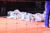 Цирк "Максимус" и тигрица в гостях у Myslo, Фото: 30