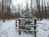 В Тульском лесу нашли загадочную поляну с крестами, елкой и зеркалами, Фото: 3