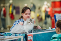 Выставка кошек "Конфетти", Фото: 10