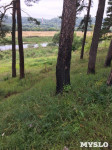 В Алексине спиливают деревья на охраняемой природной территории, Фото: 4