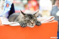 Выставка кошек клуба "Белиссима", Фото: 45