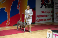 В Туле прошла выставка собак всех пород, Фото: 128