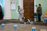 Выставка собак в Туле, Фото: 24