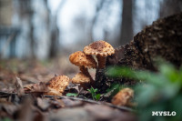 Декабрь – не повод закрывать грибной сезон: репортаж от тульского фотографа, Фото: 3