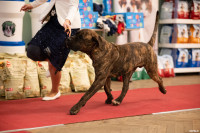 Выставка собак в ДК "Косогорец", Фото: 58