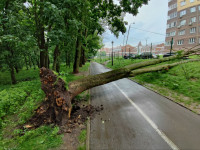 Упавшее дерево в Платоновском парке, Фото: 6
