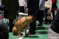 Выставка собак в Туле, Фото: 94