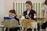 В Туле прошла Всероссийская выставка собак всех пород, Фото: 29