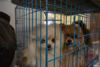 Выставка собак в Туле, Фото: 30