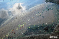 Отравленный пруд в Апасово, Фото: 1