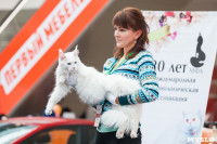 Выставка кошек в МАКСИ, Фото: 55