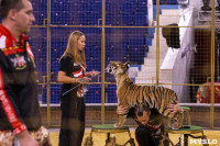 Фитнес для тигрят: как воспитываются будущие звезды цирка?, Фото: 37