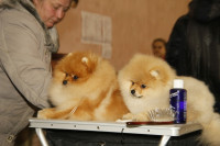 В Туле прошла всероссийская выставка собак, Фото: 15