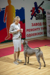 В Туле прошла выставка собак всех пород, Фото: 129