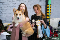 Выставка собак в Туле 24.11, Фото: 140