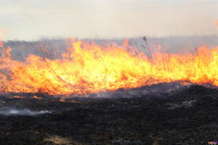 Сразу в нескольких районах Тульской области загорелись поля, Фото: 4