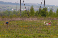 В Туле состоялись собачьи бега, Фото: 48