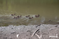 Почему обмелел пруд в Рогожинском парке Тулы?, Фото: 16