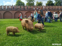 В Тульском кремле открылся фестиваль «День пряника», Фото: 2