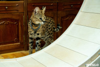 Бэби-леопард дома: зачем туляки заводят диких сервалов	, Фото: 9