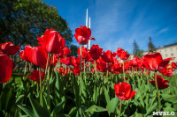 Тюльпаны в Туле, Фото: 50