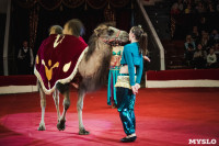 «Шоу Слонов» в Тульском цирке, Фото: 11