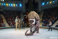 Шоу слонов в Тульском цирке, Фото: 59