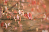 Золотая осень в Ясной Поляне, Фото: 82