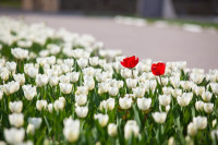 В Туле расцвели тюльпаны, Фото: 1