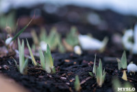 Весна идет: в Туле появились бутоны крокусов, а в снегу уже видна зелень!, Фото: 3