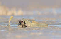 , Фото: 1