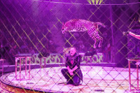 Шоу Гии Эрадзе «5 континентов» в Тульском цирке: феерия уже началась!, Фото: 87