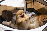 В Туле прошла выставка собак всех пород, Фото: 56