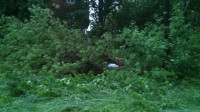  Ночью ветер в Туле повалил десятки деревьев, Фото: 4