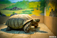 Черепахи в экзотариуме, Фото: 26